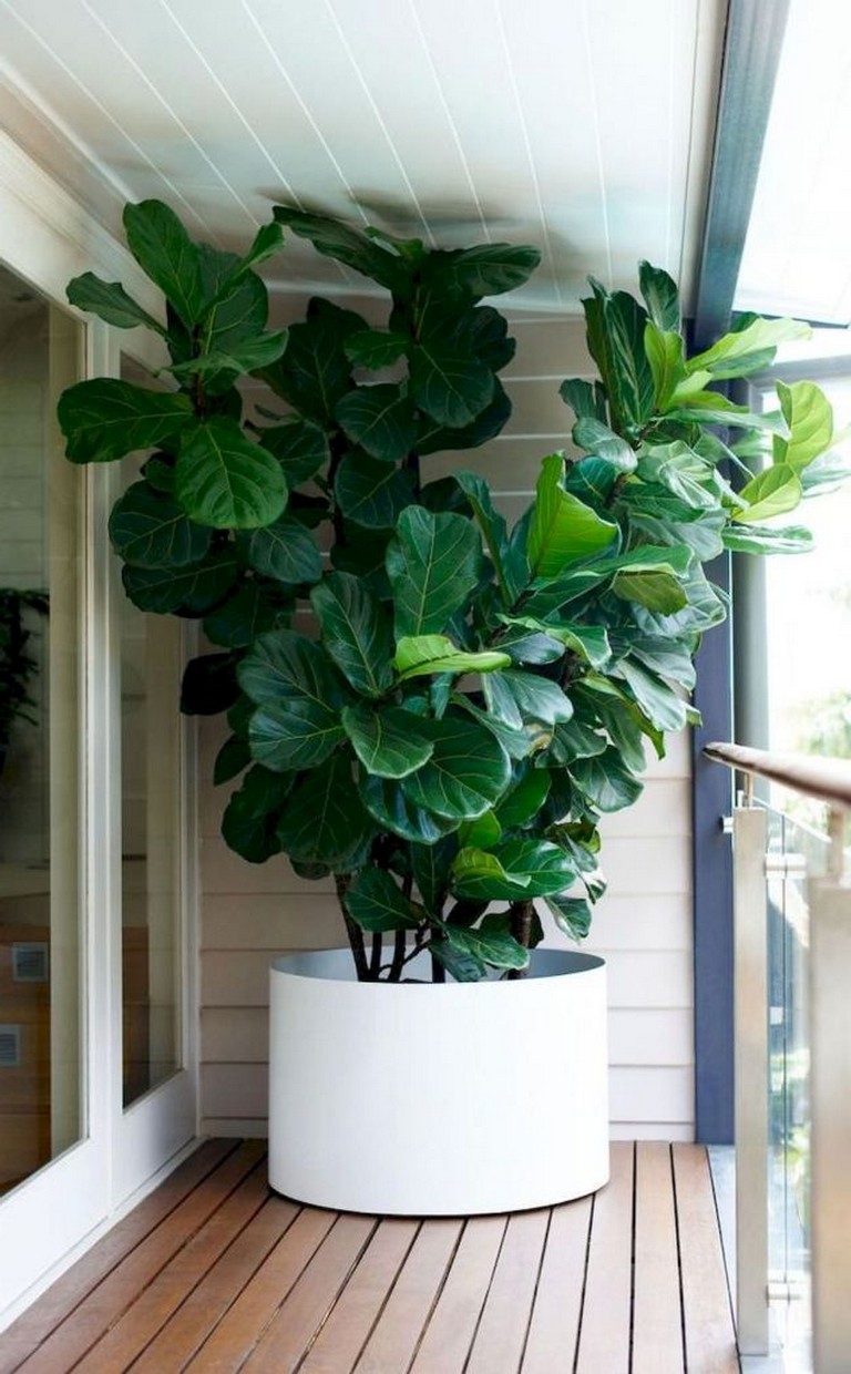 59+ Amazing Indoor Plants Ideas on A Budget - Page 5 of 61