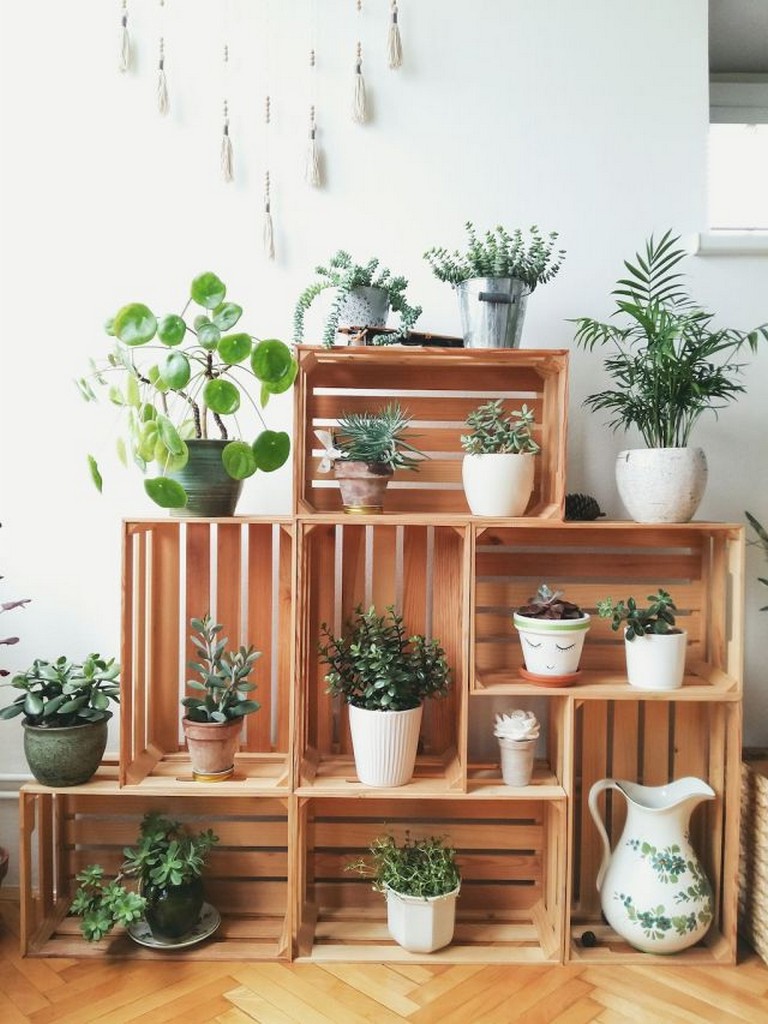 indoor plant ideas
