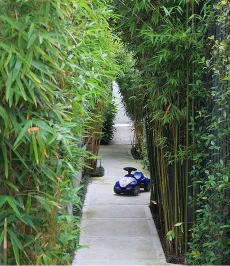46 Exciting Bamboo Garden Ideas